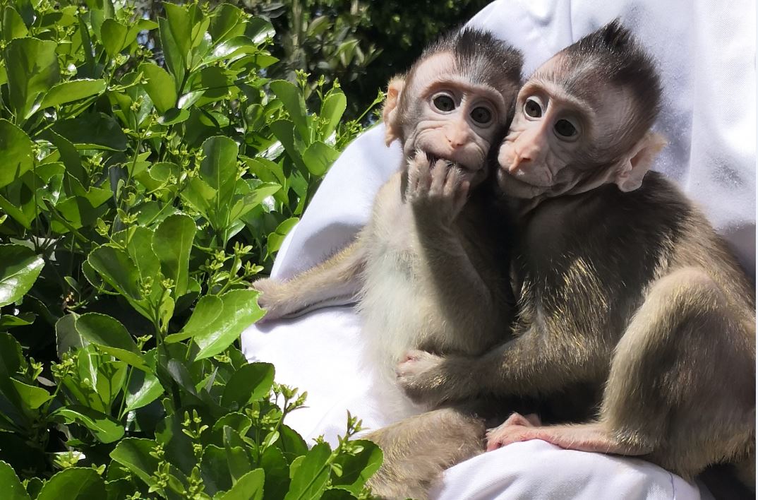 [:ka]მსოფლიოში პირველი კლონირებული მაიმუნები [:]